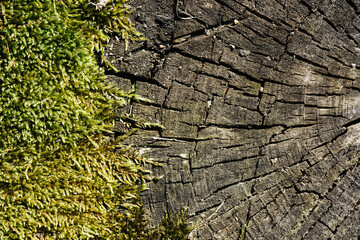 Green moss closeup texture. Forest ground macro background. Moss growing on stone. Turf texture....