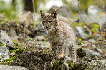 Lynx in green forest with tree trunk. Wildlife scene from nature. Playing Eurasian lynx, animal behaviour in habitat. Wild cat from Germany. Wild Bobcat between the trees