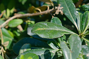 close up of leaves
