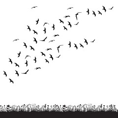 vector, isolated, black silhouette flying flock of birds
