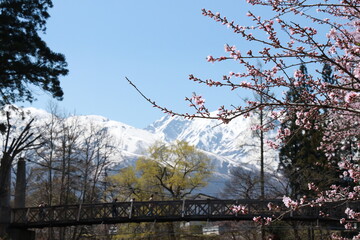 雪山と桜