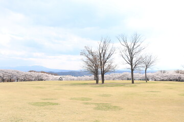 公園の広い芝生