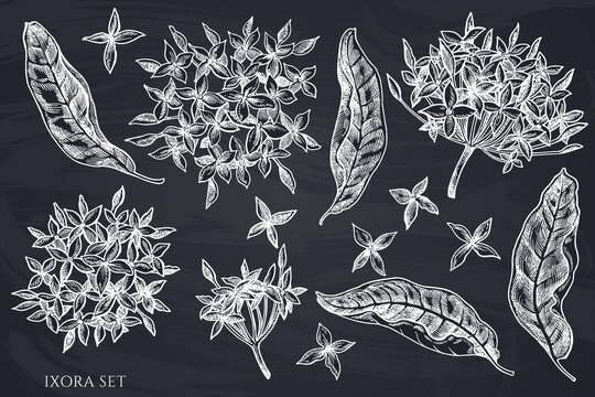 Vector set of hand drawn chalk ixora