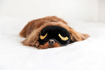 Cute dog in sleeping mask - 430335681