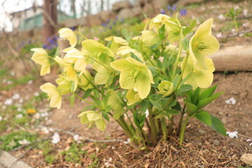 クリスマスローズ