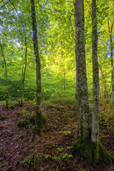 beech forest in summer. deciduous trees in morning light. beautiful nature background
