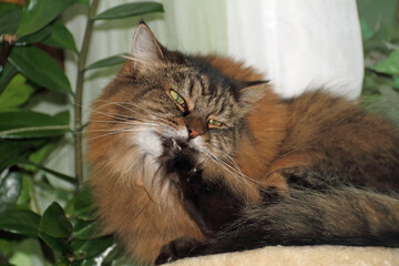 Main Coon