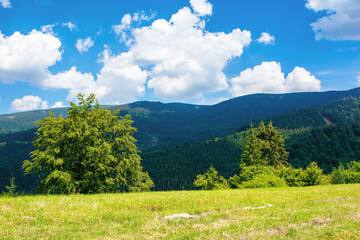 summer landscape in carpathian mountains. beautiful nature scenery with trees on the grassy meadow. fluffy clouds on the bright blue sky. wonderful travel destination of ukraine