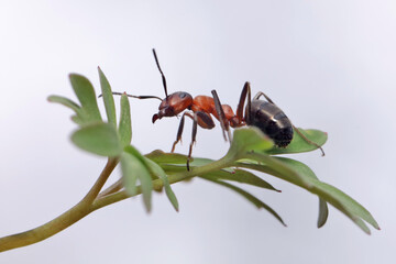 The ant systematically examines the young leaves of the grass. In the spring it is cool and the ant does not run as fast as in the summer.