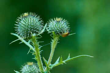 Großer Distelrüssler auf einer Distel