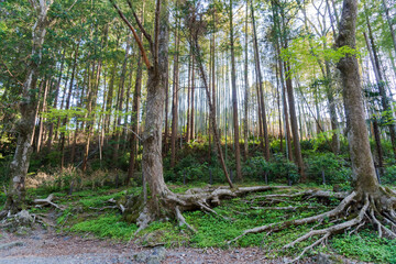 地面を這う木の根と群生する山野草／入間川・吾妻峡（埼玉県飯能市）