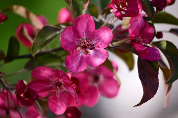 blooming dark pink apple tree. Beautiful crab apple tree