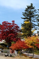 autumn in the park