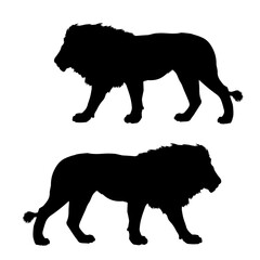 silhouettes of wild lions isolated on a white background