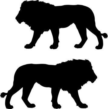 silhouettes of wild lions isolated on a white background