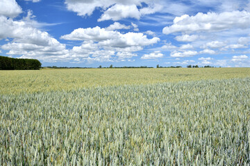 Champs de blé contigus stade épiaison, 2 variétés différentes. Ciel bleu nuageux