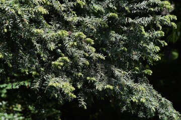 Japanese plum yew. Taxaceae evergreen conifer.