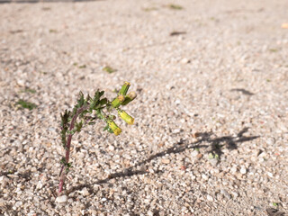 Solitary plant with three buds of yellow flowers without opening, growing on a ground of small stones and totally desert sand in full sun creating a shadow on the surface