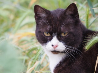felino de mirada desafiante, color blanco y negro, grandes bigotes