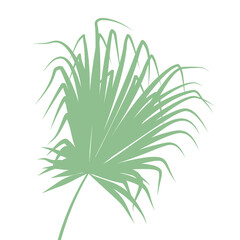 Boho green palm tree leaf. Isolated on white background. Flat style vector illustration.