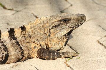 Portrait of a Black spiny-tailed iguana, Ctenosaura similis, Riviera Maya, Mexico