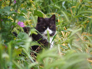 gatito de hocico blanco y grandes bigotes entre la naturaleza salvaje de la primavera