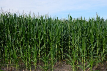 Obraz premium Plants of corn on a farm field under a blue sky. Agricultural landscape.