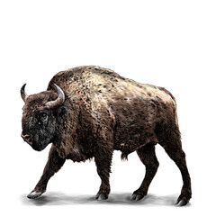 full-length bison stands in a threatening pose, sketch vector graphics color illustration on a white background