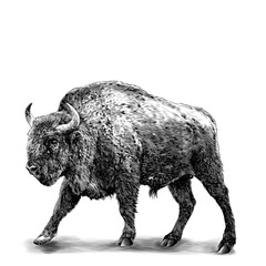 full-length bison stands in a threatening pose, sketch vector graphics monochrome illustration on a white background © Эдуард Антипов