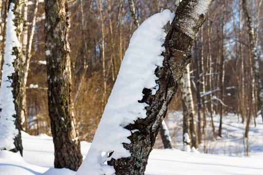 Snow crawling on the tree. White snow accumulated on a birch in a winter forest during a thaw