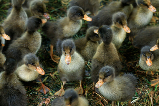 A Closeup Shot Of Many Ducklings Together