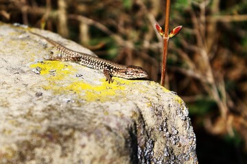 lizard on a moosy rock  in warm sunlight