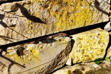 lizard between rocks in bright warm sunlight