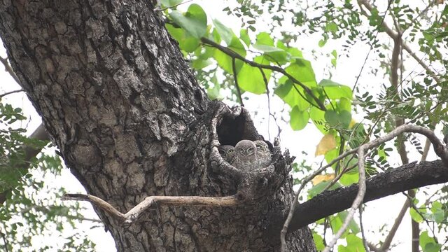 A low angle shot of a family of owlets in a tree trunk in the woods, shot in HD