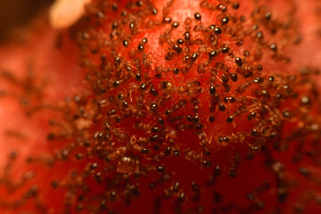 Concept team work together Red ant, The ant action eating food. focus selective.
