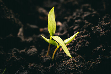 Growing pepper in ground, growing plant