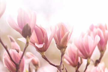 Obraz na płótnie Canvas weiche rosa magnolienblüte vor sonnigem himmel, florales konzept tapete hintergrund grußkarte, nahaufnahme