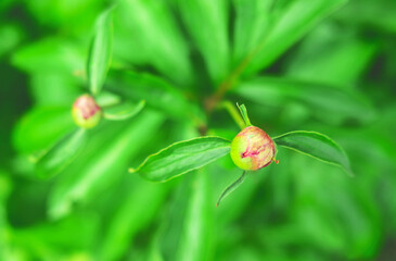 The beautiful button of the young peony on the blurred green background. The beginning of life in nature.