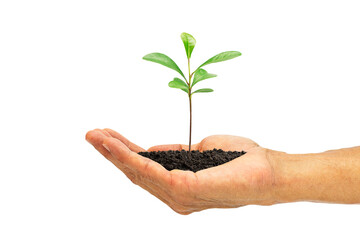 Hand holding green sprout isolated on white background with clipping path, environmental concept