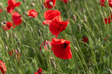 Field of red poppies flowers