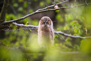 Sleeping Owl on a branch. Ural Owl.