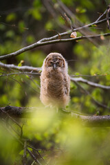 Ural Owl sleeping on a branch in nature.