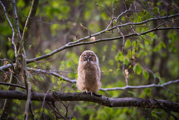 Ural Owl sleeping on a branch into the woods.