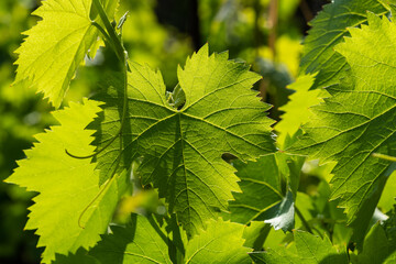 Fototapeta na wymiar Fresh green grape leaves in the sunlight close up