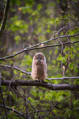 Naklejka na ściany i meble Ural Owl sleeping in the woods on a branch in a tree.