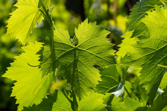 Fresh green grape leaves in the sunlight close up