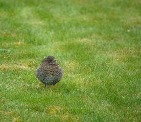 a fledgling blackbird learning to hunt worms on the green grass lawn