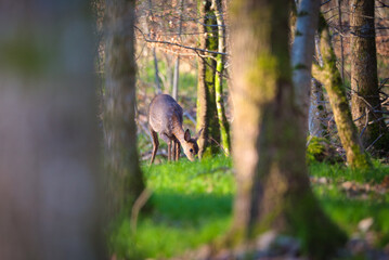 Obraz na płótnie Canvas Deer eating in the forest through the trees.