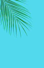 Obraz premium Palm leaves on blue background. Minimal concept.