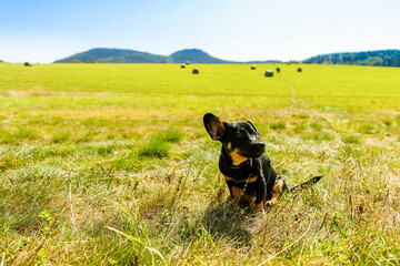 small adopted dog on open air meadow in countryside. rural natural landscape